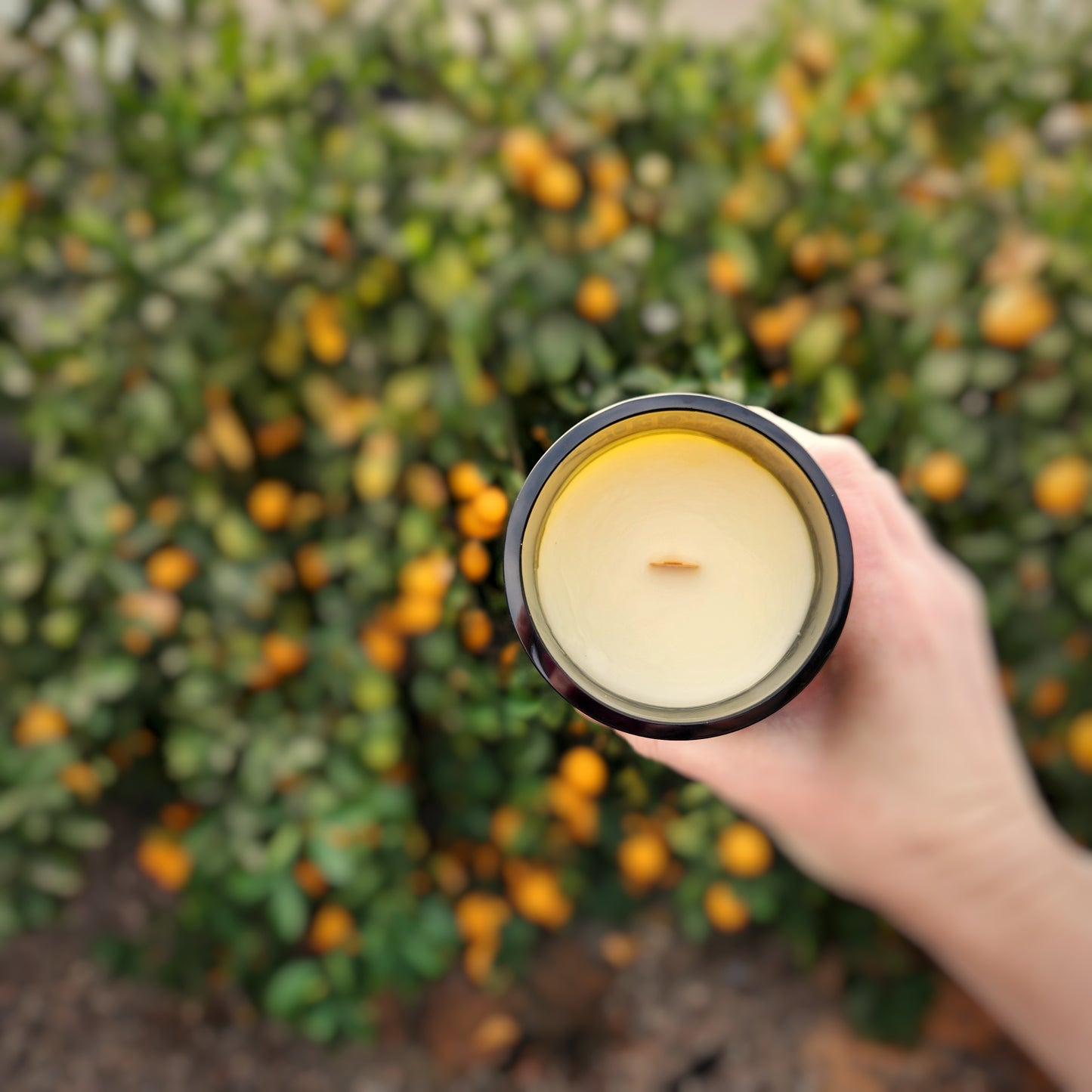 Eco-Friendly Arizona Wine Bottle Candle | Wooden Wick & Bright Citrus Scent | Orange Grove