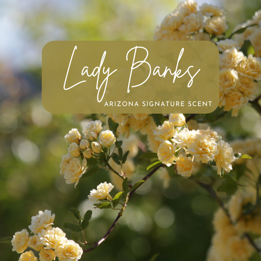 Close-up of pale yellow Lady Banks roses in full bloom, with soft natural lighting and blurred greenery in the background; overlaid with the text “Lady Banks – Signature Arizona Scent,” representing inspiration for a hand-poured eco-friendly candle made with clean-burning coconut soy wax.