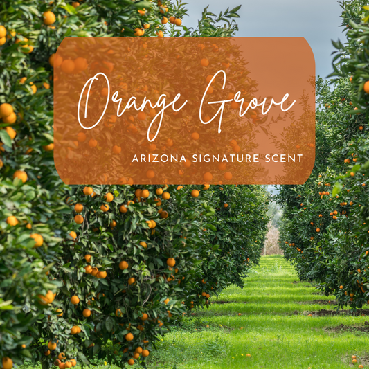 Rows of lush green orange trees bursting with ripe fruit line a sunny grove, representing the inspiration behind Cactus Vine Candles’ Orange Grove scent. This Arizona signature fragrance evokes the fresh, citrusy aroma of orange blossoms and sun-warmed orchards. A translucent orange overlay displays the scent name in elegant script.