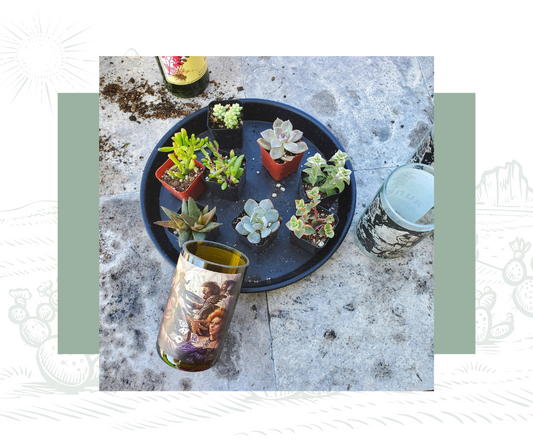 A tray of small potted succulents arranged on a concrete surface, with a recycled wine bottle planter lying nearby. Other upcycled bottles and soil are visible in the background.