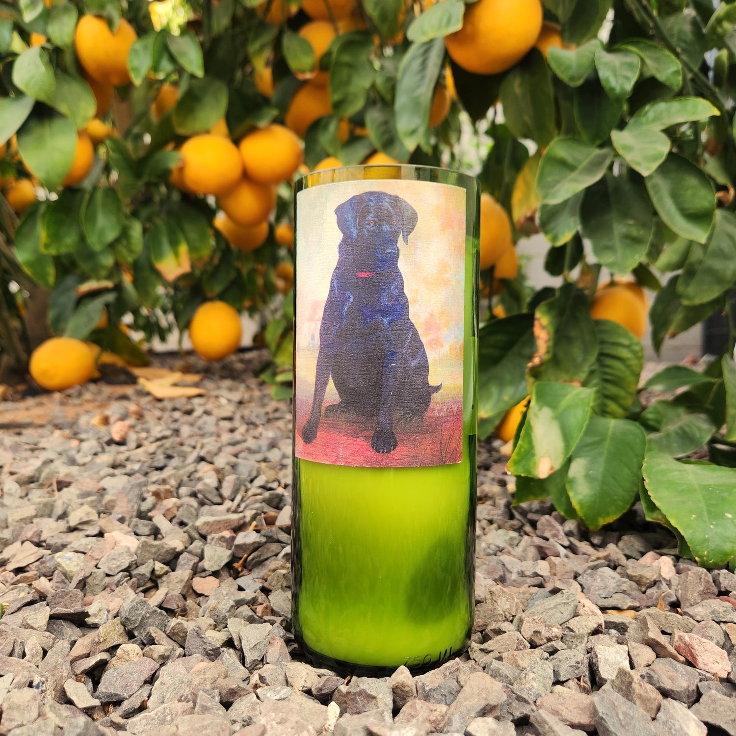 Recycled wine bottle candle featuring a custom Labrador design, set against a vibrant citrus tree backdrop. Eco-friendly and handmade charm.