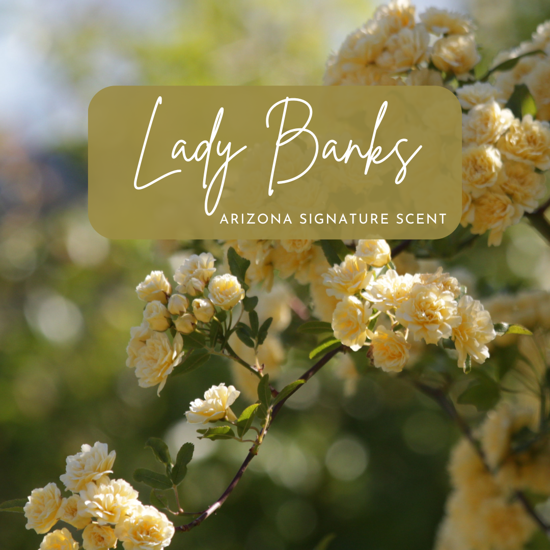 Close-up of pale yellow Lady Banks roses in full bloom, with soft natural lighting and blurred greenery in the background; overlaid with the text “Lady Banks – Signature Arizona Scent,” representing inspiration for a hand-poured eco-friendly candle made with clean-burning coconut soy wax.